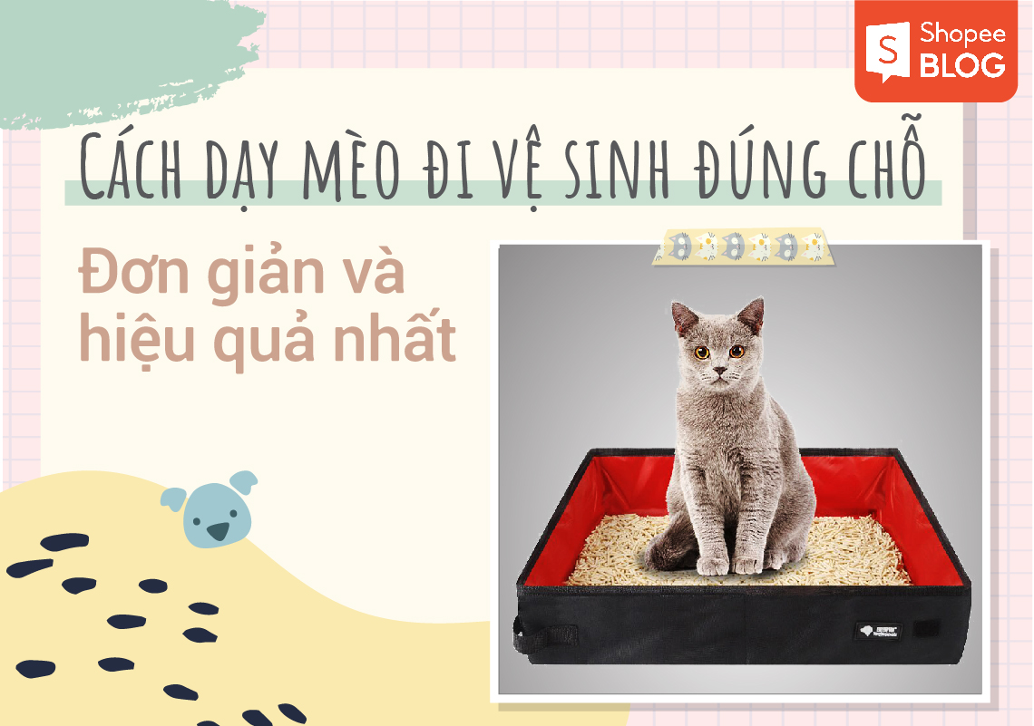 cách dạy mèo đi vệ sinh đúng chỗ