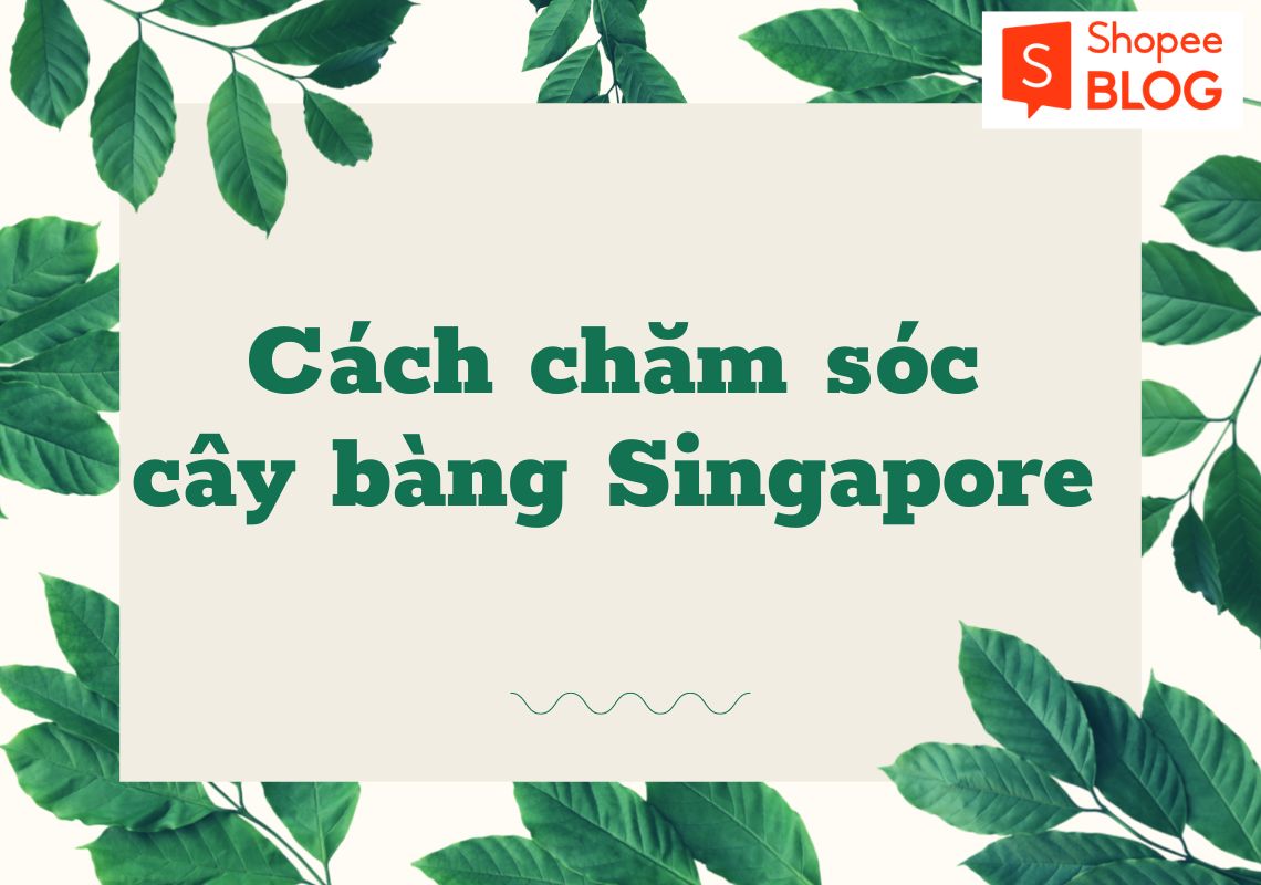Cách chăm sóc cây bàng Singapore