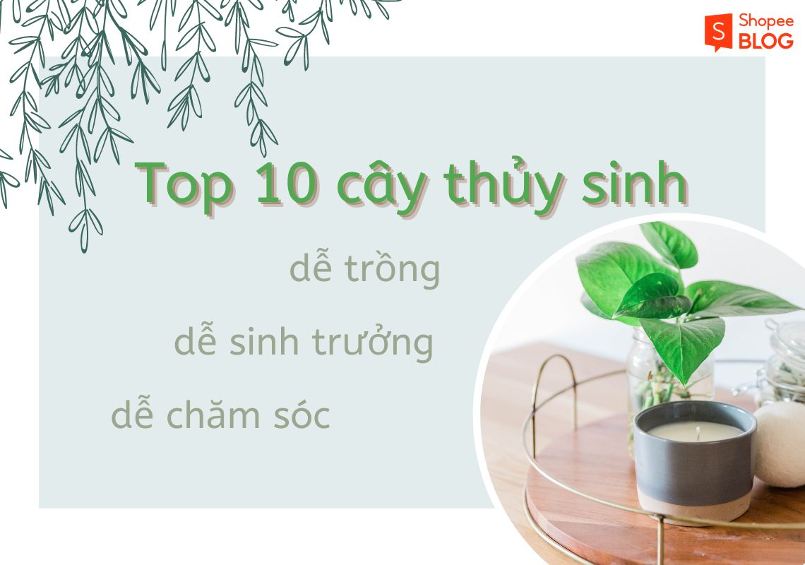 Top 10 các loại cây thủy sinh đẹp và dễ chăm sóc - Shopee Blog