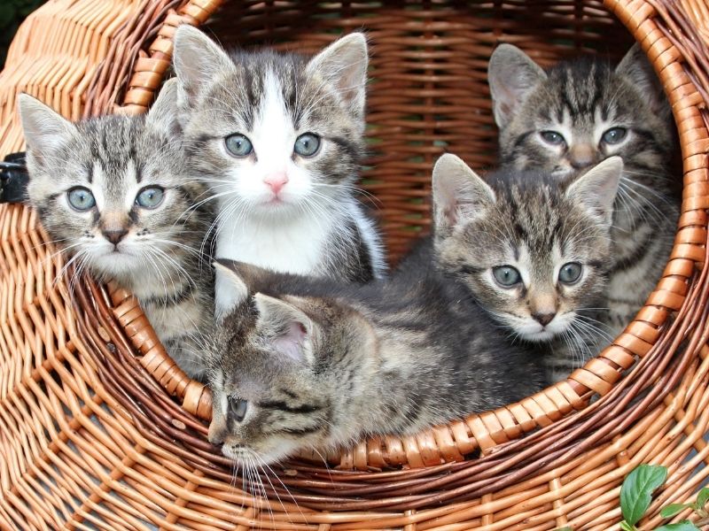 Living with multiple cats can extend lifespan (source: canva.com)