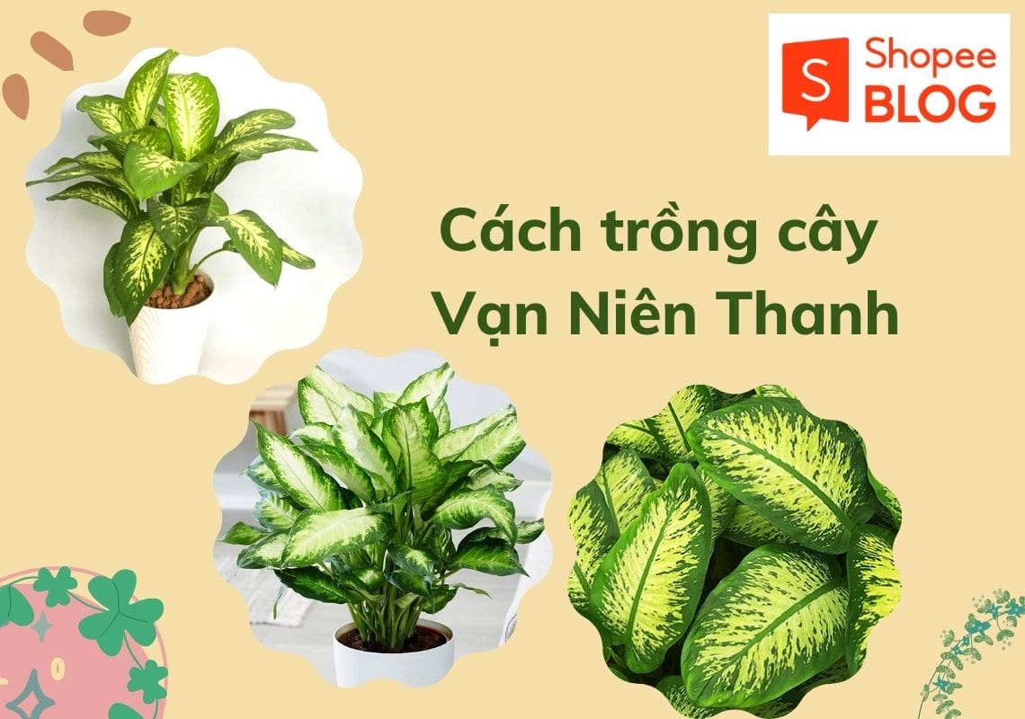 cách trồng cây vạn niên thanh