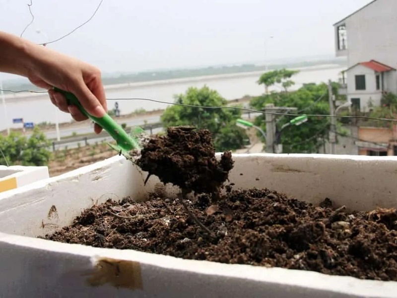 Bạn cần xới đất thật tơi xốp trước khi gieo trồng