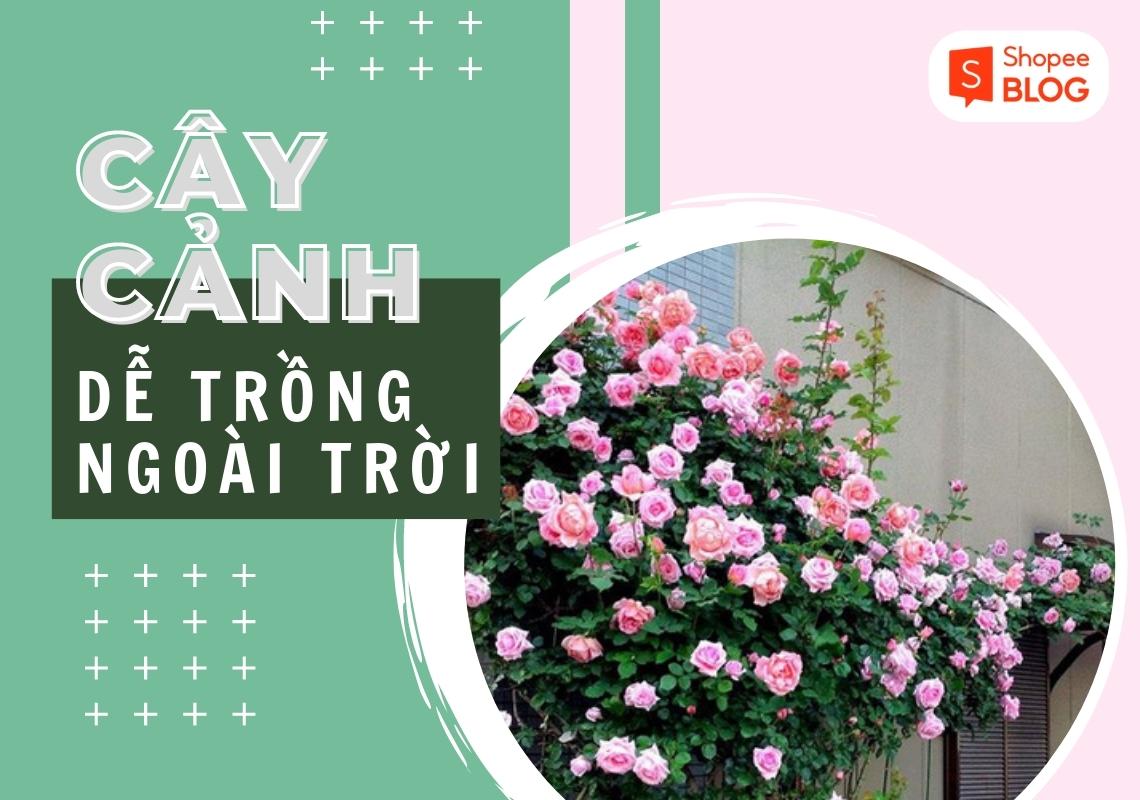 Các loại cây cảnh dễ trồng ngoài trời