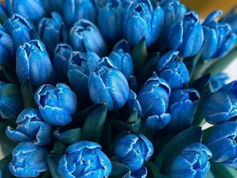 Hoa Tulip xanh dương - hoa tượng trưng cho tình bạn quý giá