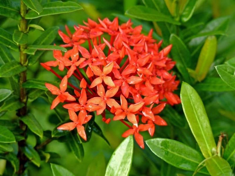 Hoa mẫu đơn - Top 7 loại hoa bụi dễ trồng 