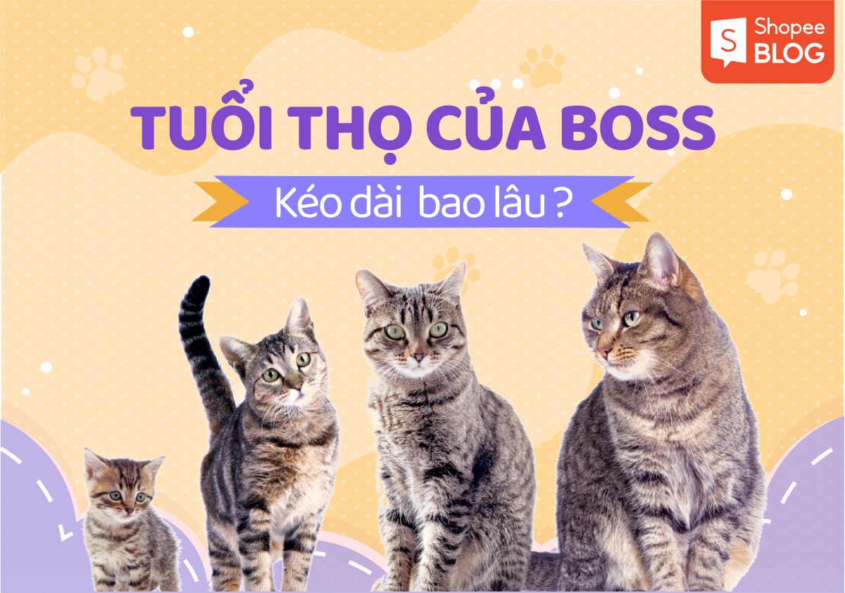 tuổi thọ của mèo