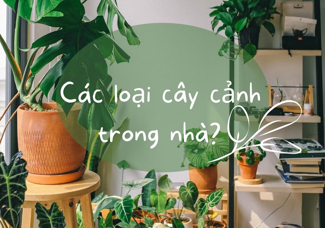 các loại cây trồng trong nhà