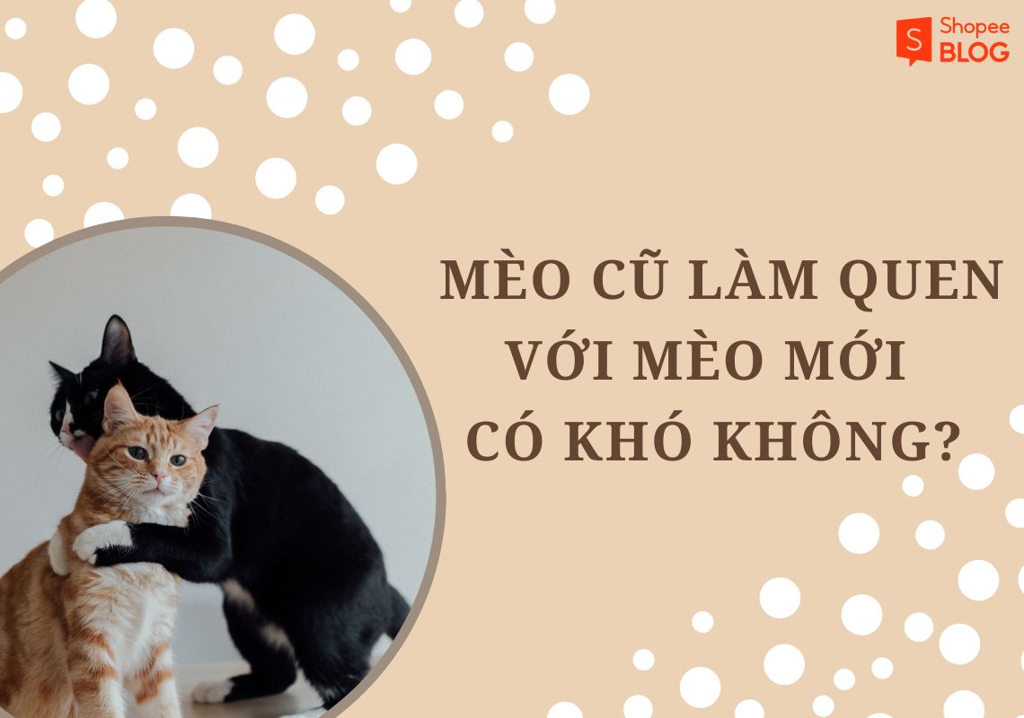 Đón Mèo Về Nhà, Làm Sao Để Mèo Làm Quen Nhà Mới