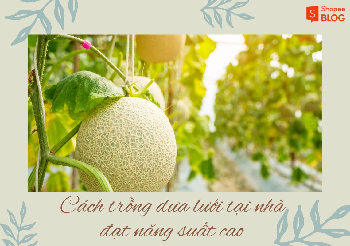 cách trồng dưa lưới