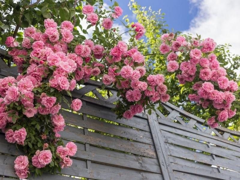 Giàn hoa hồng leo trên cổng nhà vô cùng thơ mộng và lãng mạn