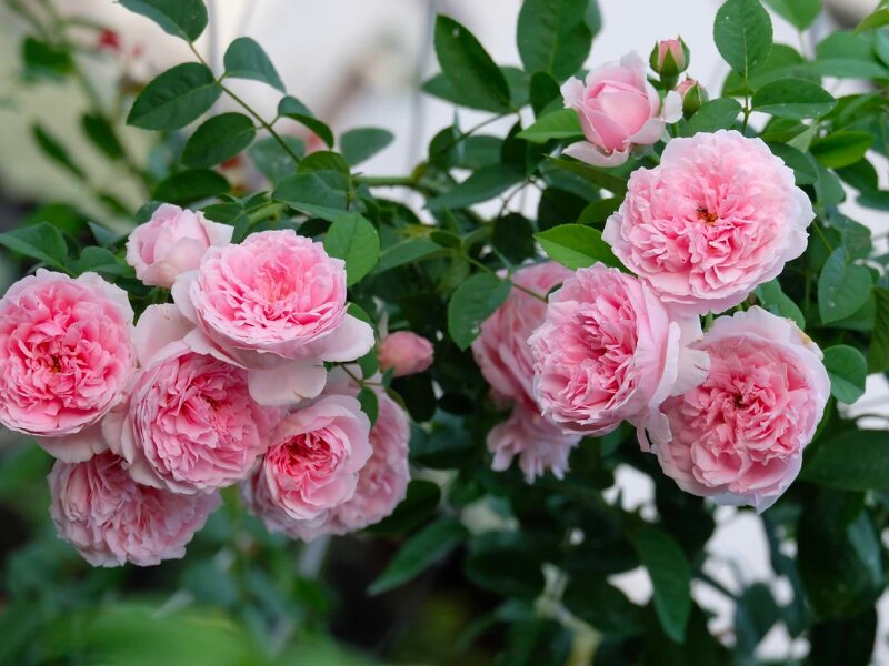 Cây hồng leo là một trong những giống cây cảnh được rất nhiều người yêu thích