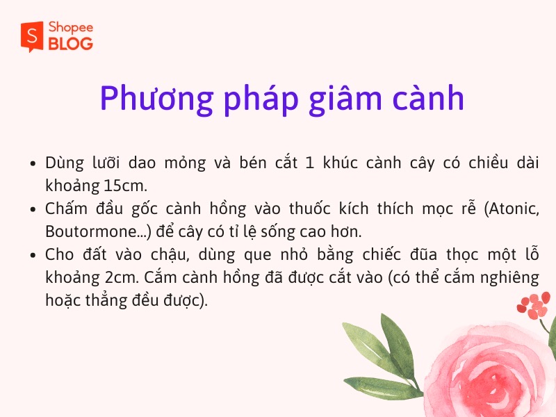 Phương pháp giâm cành cũng là một phương pháp nhân giống cây hồng leo hiệu quả