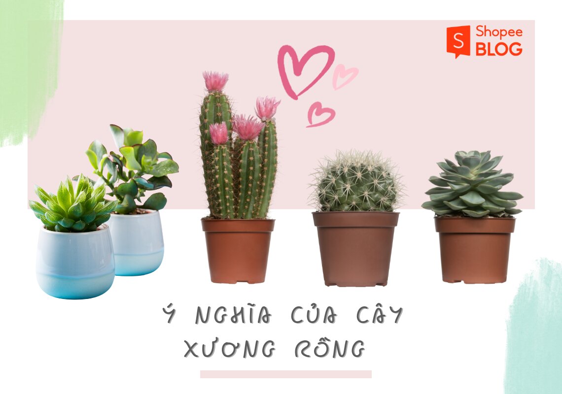 Chia sẻ với hơn 57 về hình nền máy tính cây xương rồng  trieuson5