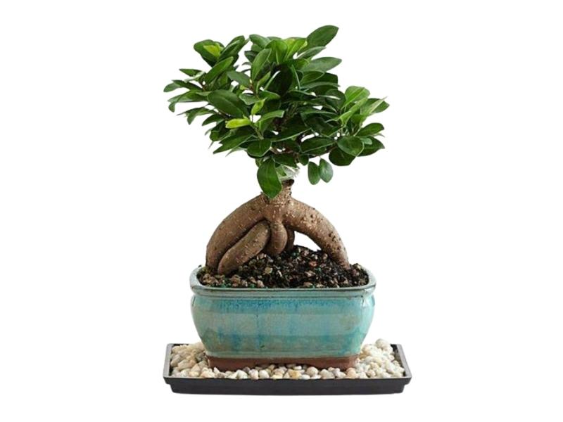 Cây si Nhật bonsai trang trí ban công, bàn uống nước ngoài trời 