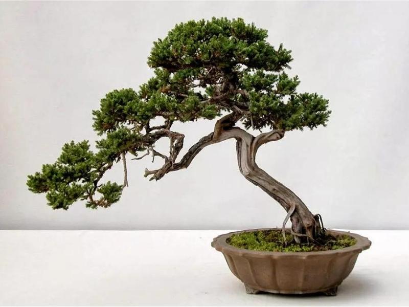Cây tùng bồng lai được các nghệ nhân uốn dáng bonsai