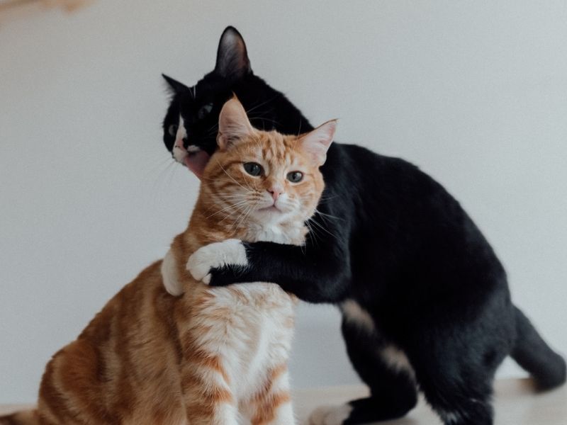 Cats living in pairs know how to take care of each other (source: canva.com)