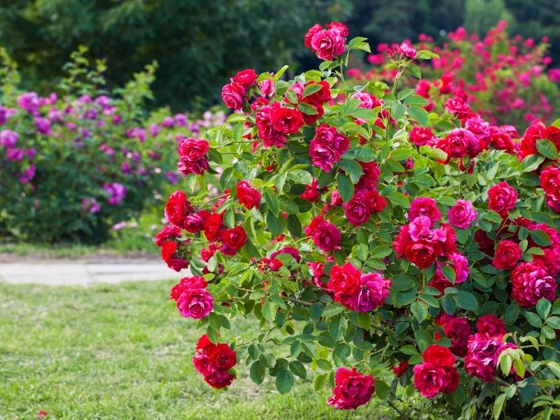 Hoa hồng - Top 7 các loại hoa bụi dễ trồng 