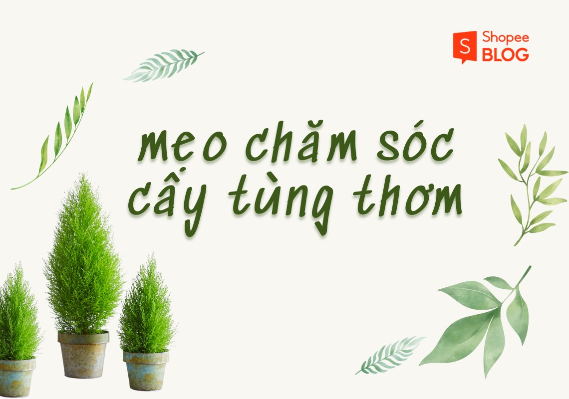 cách chăm sóc cây tùng thơm