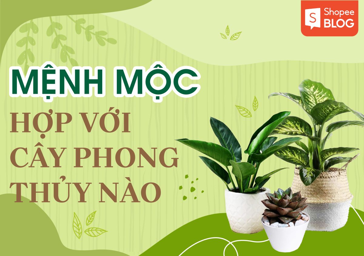 Mệnh Mộc hợp hoa gì? Cây phong thủy cho người mệnh Mộc 2024 ...