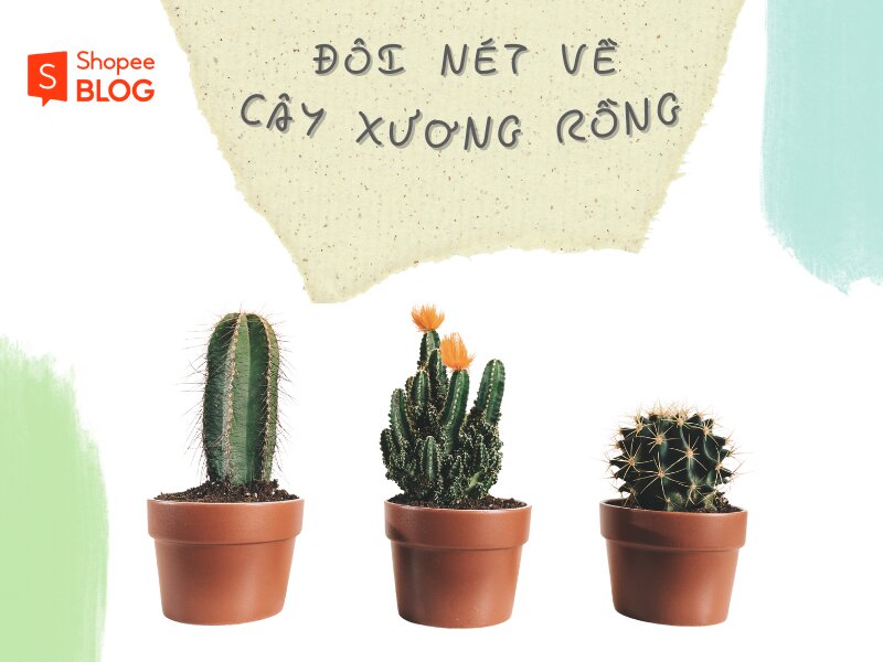 Giới thiệu về cây xương rồng