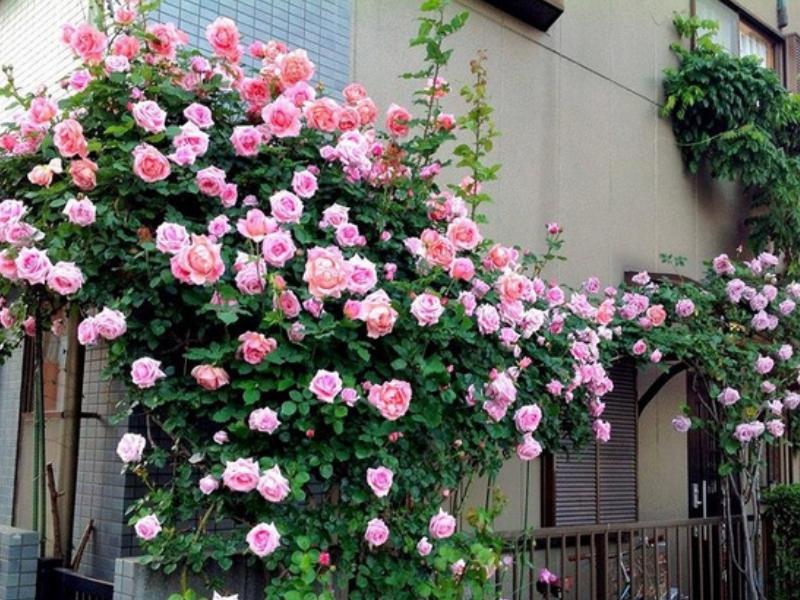 Dàn hoa hồng leo trồng ở ban công
