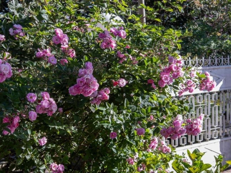 Hoa hồng leo trồng ở cổng rào 