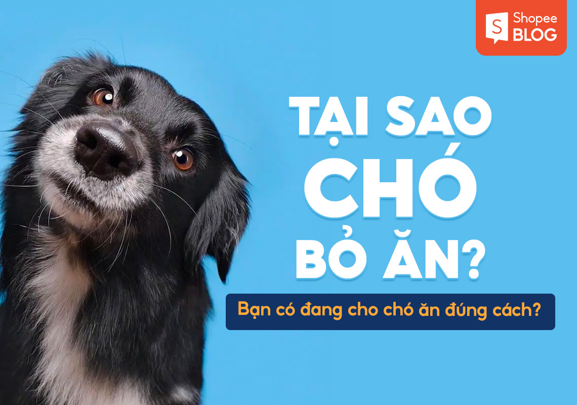 Tại sao chó bỏ ăn? Bạn có đang cho chó ăn đúng cách? 1