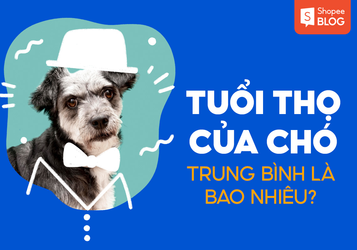 Tuổi thọ của chó trung bình là bao nhiêu? - Shopee Blog