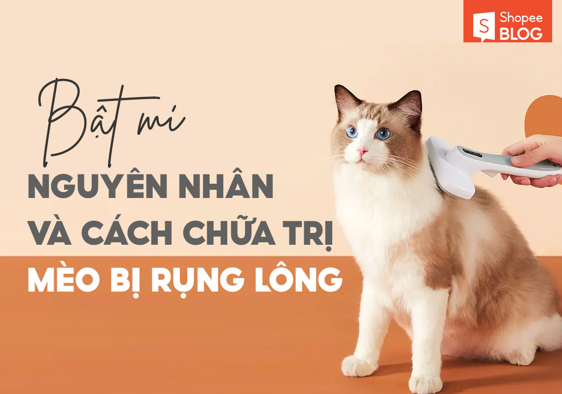 Bật mí nguyên nhân và cách chữa trị mèo bị rụng lông 2