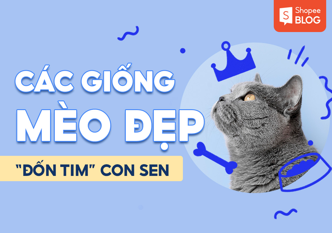 Top 8 các giống mèo đẹp "đốn tim" hàng triệu con sen 1