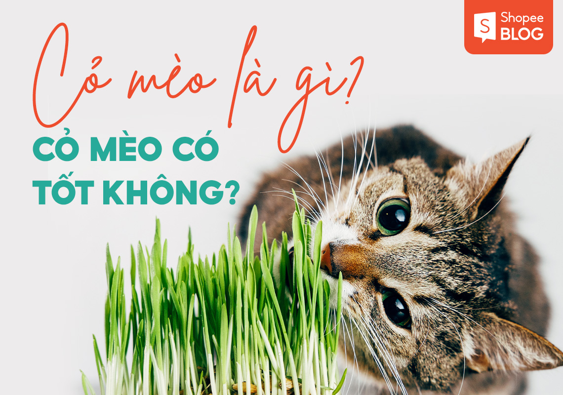 Cỏ mèo là gì và có tốt không? Tại sao nên cho mèo ăn cỏ? 1