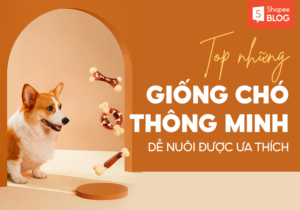 Top những giống chó thông minh dễ nuôi được ưa thích 3