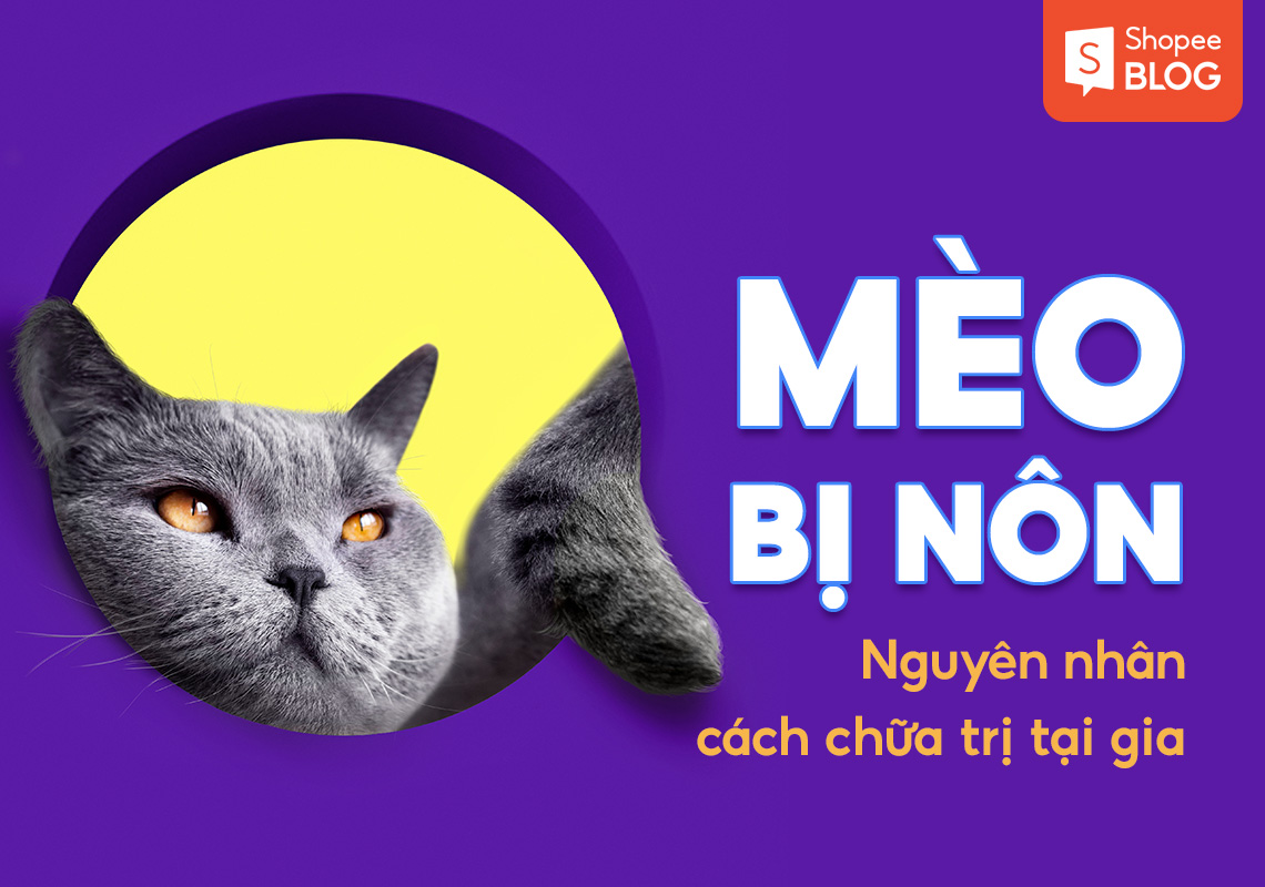 Mèo bị nôn: Nguyên nhân, cách chữa trị tại gia 7