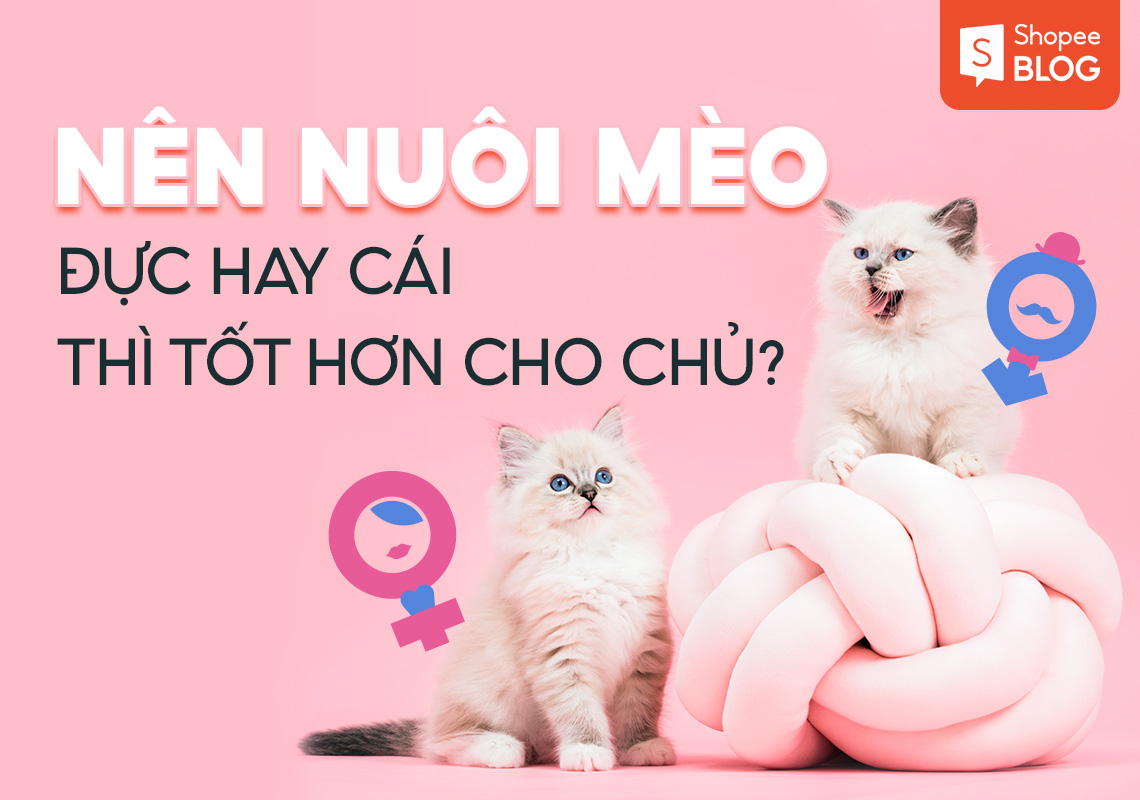 Nên nuôi mèo đực hay cái thì tốt hơn cho chủ? - Shopee Blog