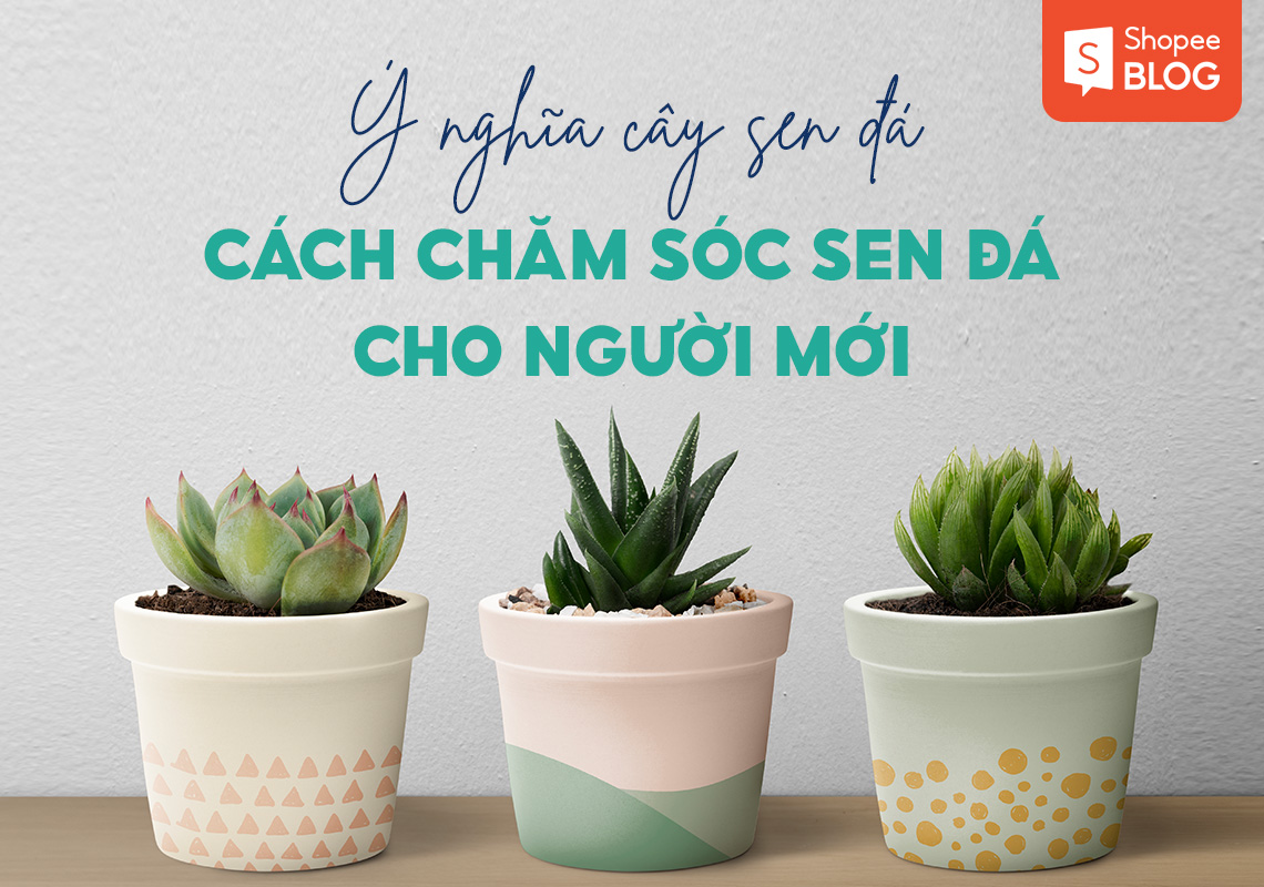 Ý nghĩa cây sen đá và cách chăm sóc sen đá cho người mới 1