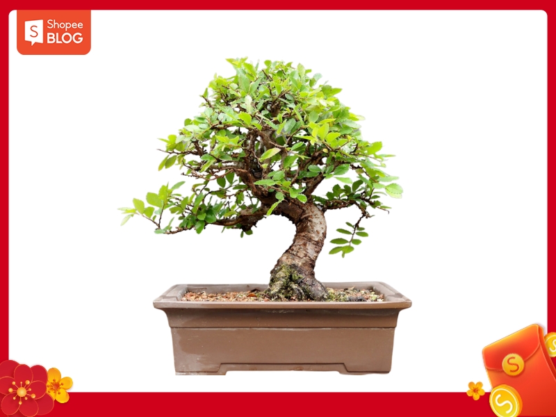 Cây bonsai biếu đối tác đầu năm