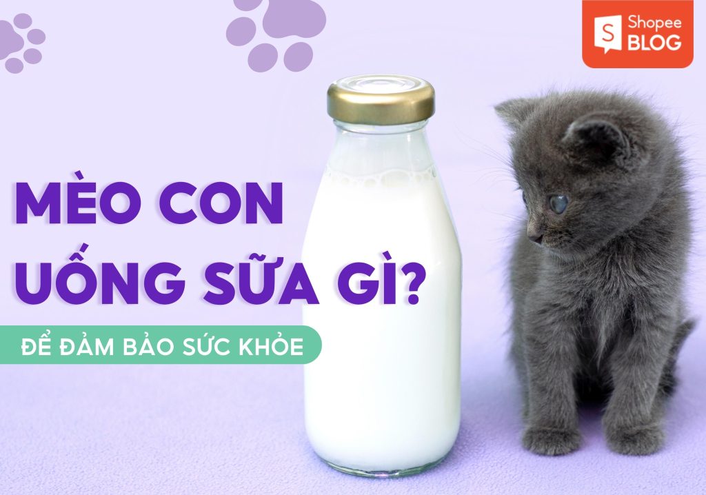 mèo con uống sữa gì