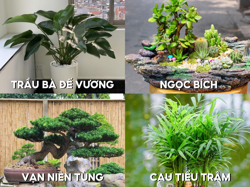 các cây tử vi phong thủy nữ giới 1980