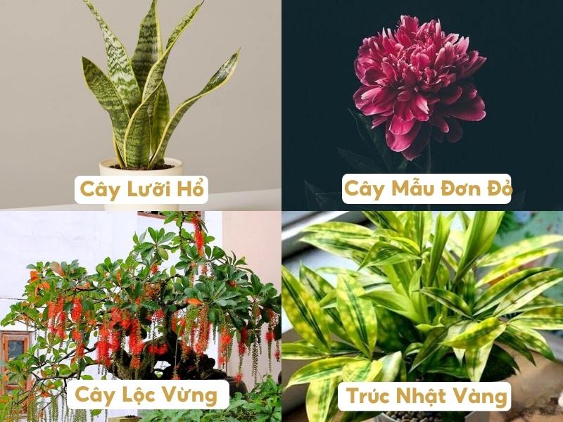 cây phong thủy phù hợp với mệnh Thổ