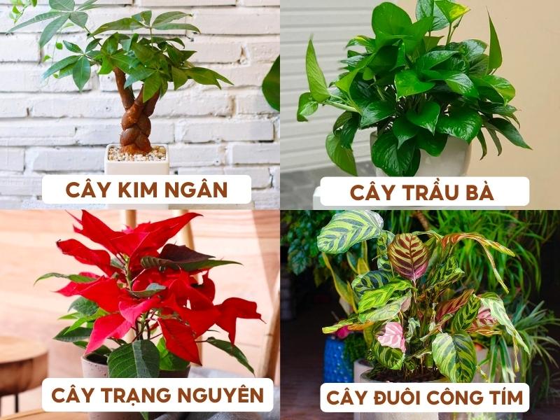 cây kim ngân, cây trầu bà, cây trạng nguyên, cây đuôi công tím