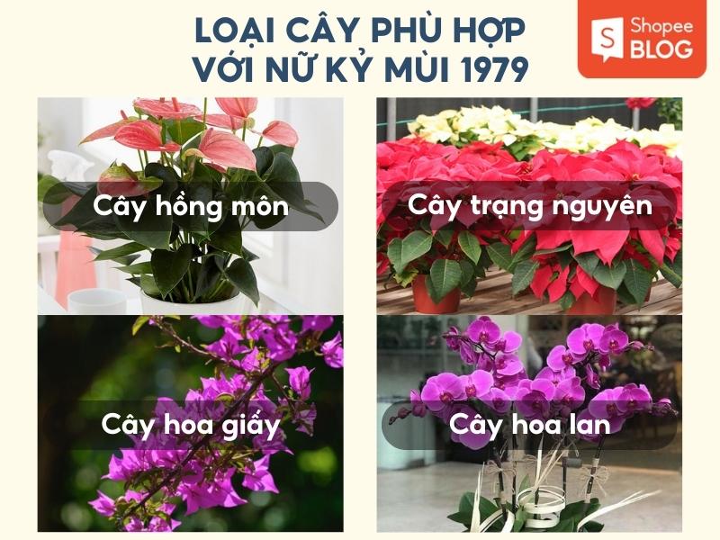 cây phong thủy phù hợp với mệnh Hỏa