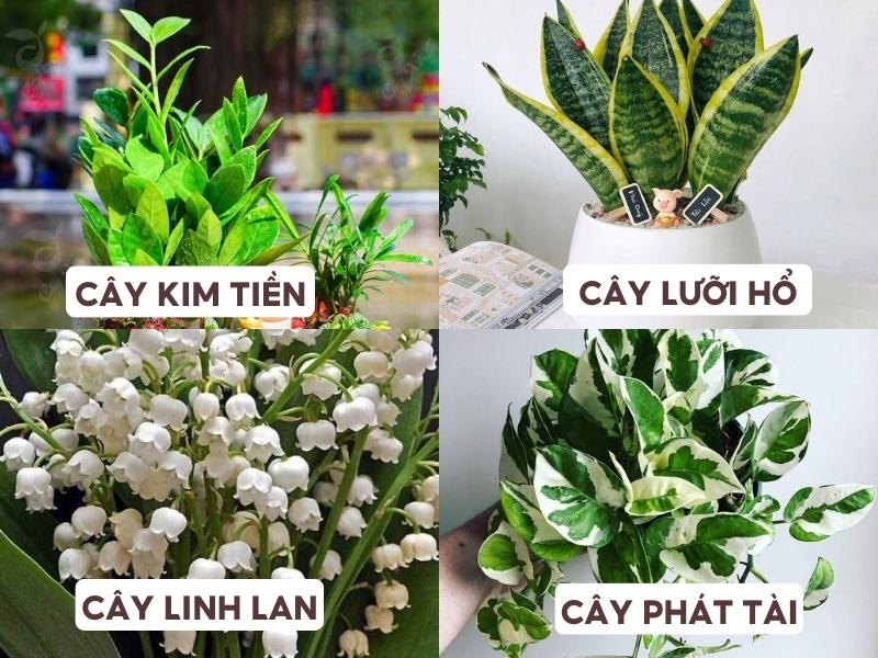 cây phong thủy phù hợp với mệnh Thủy