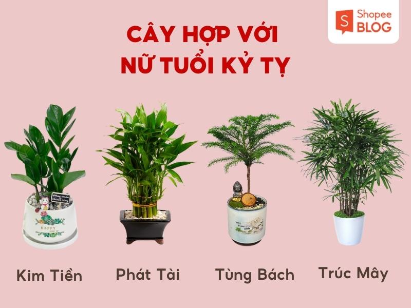 Cây phong thuỷ hợp mệnh mộc kỷ tỵ 1989