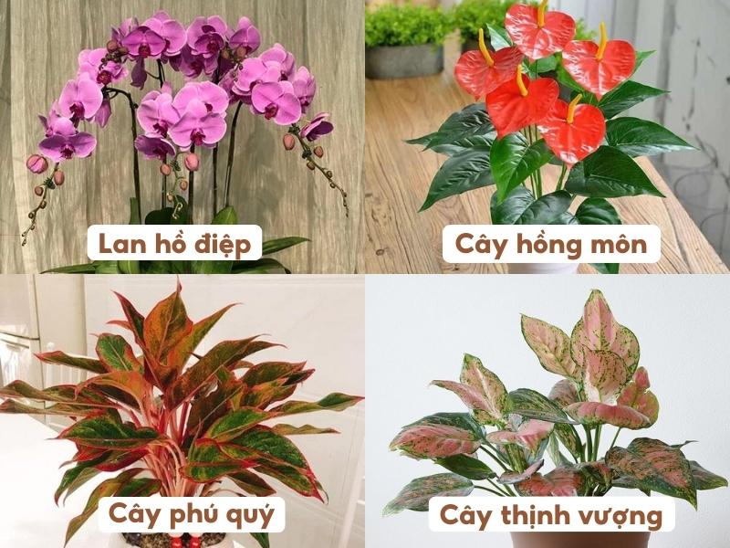 cây phong thủy phù hợp với mệnh Hỏa