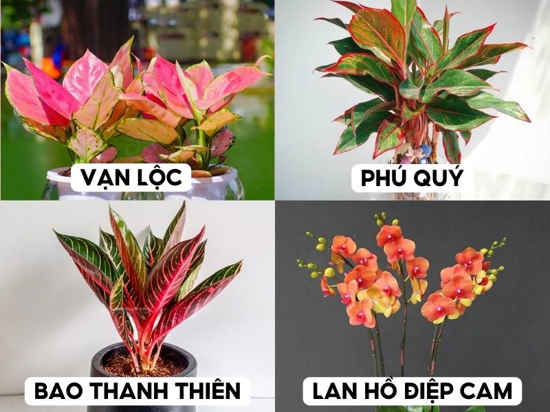 vây vạn lộc, cây phú quý, cây bao thanh thiên, cây lan hồ điệp cam