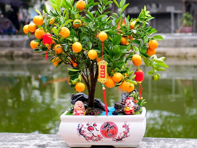 Kim quất bonsai trang trí tết cổ truyền