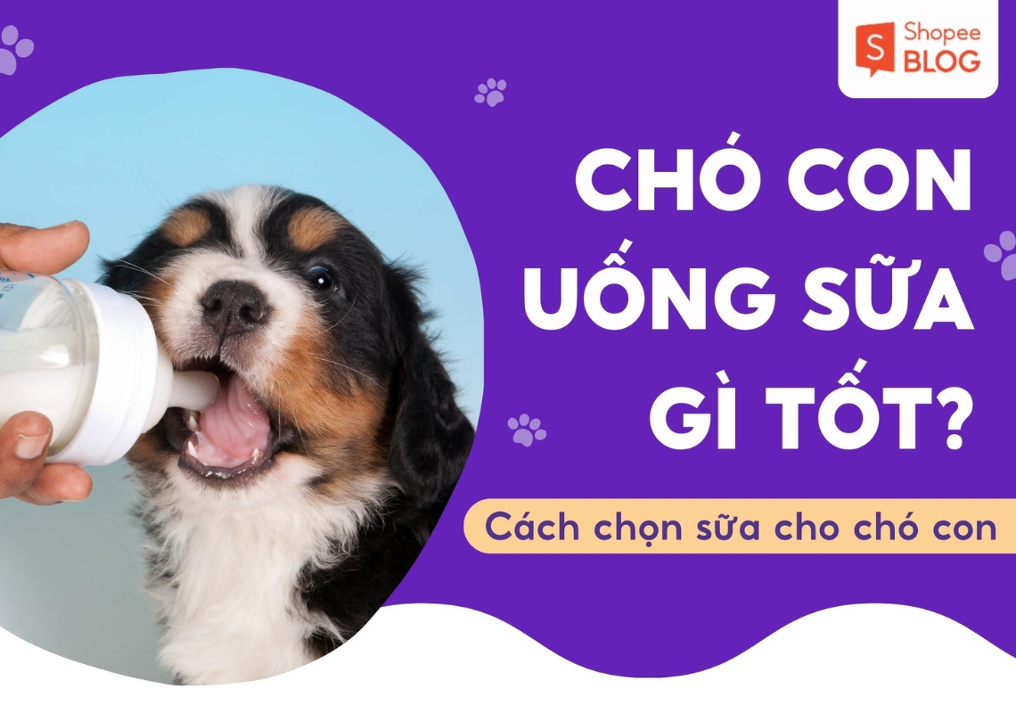 Chó con uống sữa gì