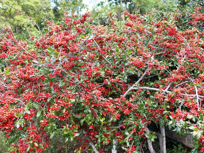 Cây mai tứ quý 