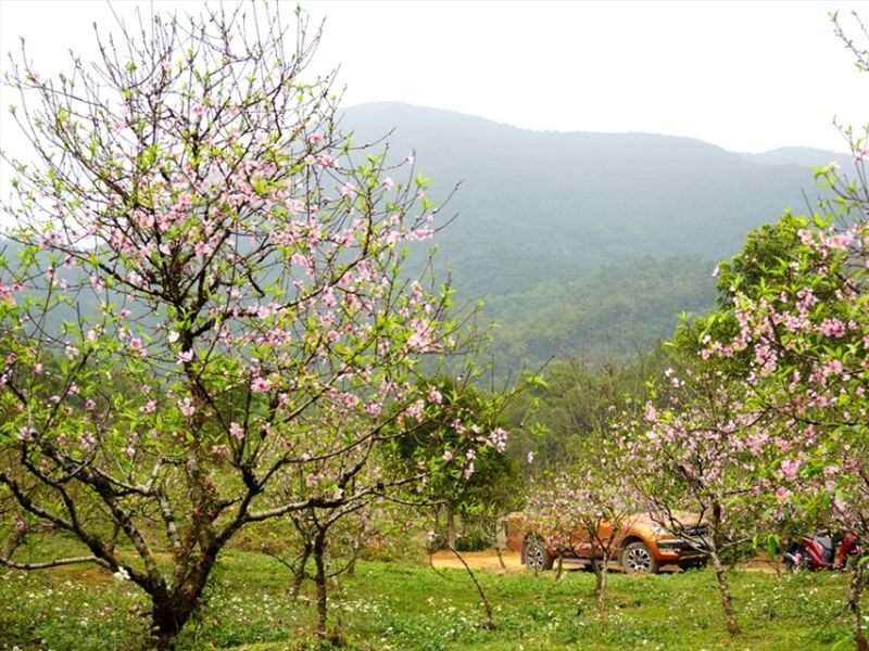 hoa đào phai