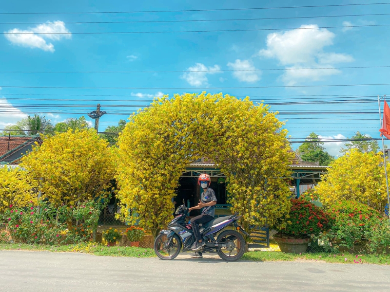 cổng hoa mai độc lạ tại an giang